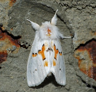Имаго  (Leucodonta bicoloria)