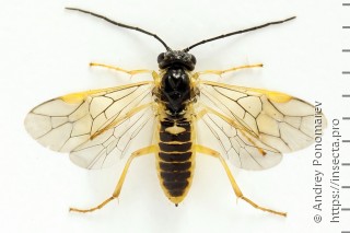 Самка  Nematus myosotidis