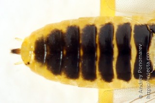 Nematus myosotidis