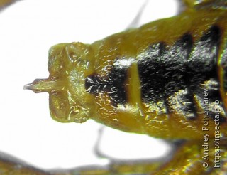Nematus myosotidis