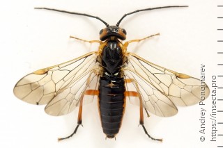 Самка  Nematus nigricornis