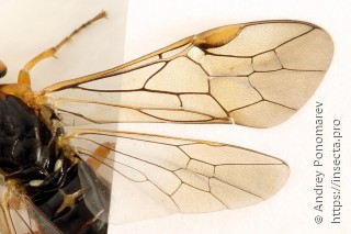 Nematus nigricornis