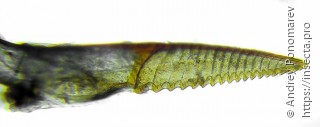 Nematus nigricornis