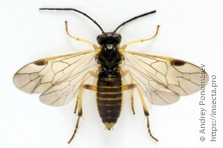 Самка  Pachynematus obductus