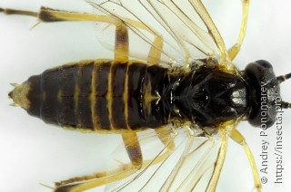 Pachynematus obductus