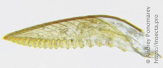 Pachynematus obductus