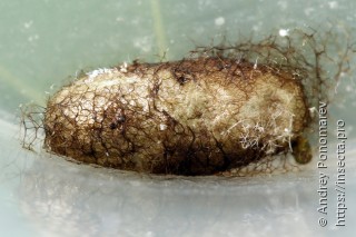 Nematus oligospilus