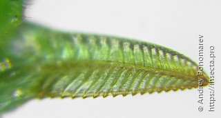 Nematus oligospilus