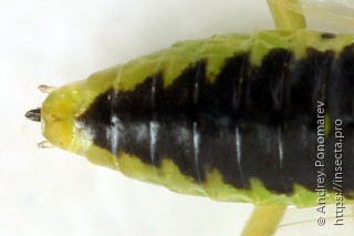 Nematus poecilonotus