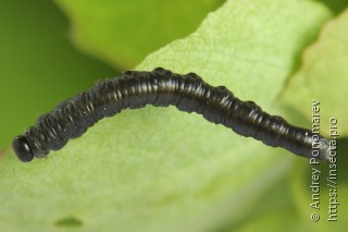 Amauronematus puniceus