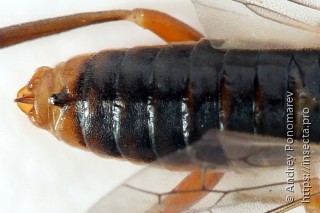Amauronematus puniceus