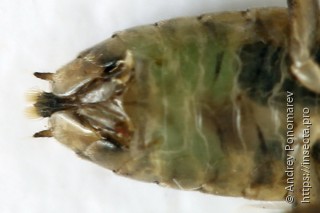 Amauronematus lateralis