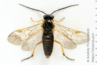 Самка  Pachynematus vagus