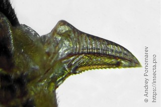 Pachynematus vagus