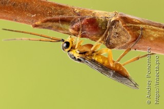 Nematus viridissimus