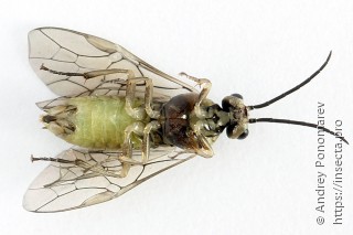 Amauronematus vittatus