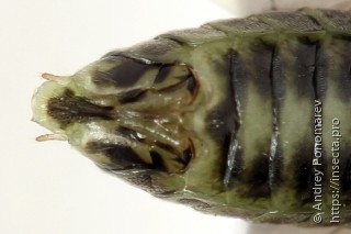 Euura humeralis