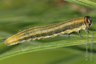 Личинка  Gilpinia frutetorum