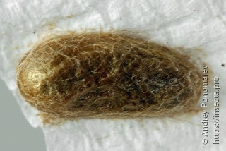 Gilpinia polytoma