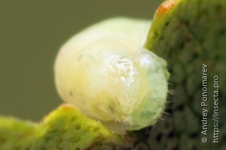 Hemichroa australis