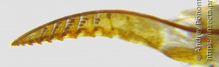 Hemichroa crocea