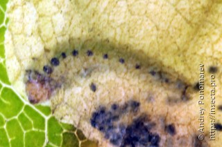 Личинка  Heterarthrus flavicollis