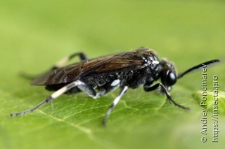 Самка  Macrophya albicincta
