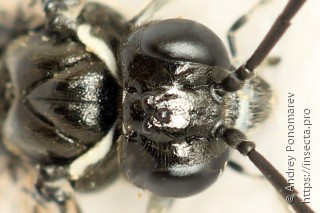 Macrophya albicincta