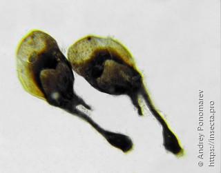Macrophya albicincta