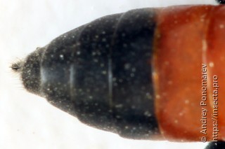 Macrophya annulata