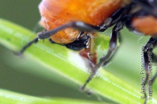 Microdiprion fuscipennis