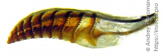 Microdiprion fuscipennis