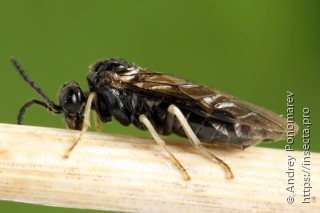 Самка  Monophadnus pallescens