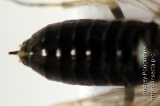 Monophadnus pallescens