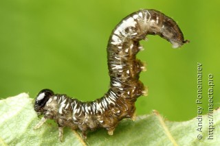 Личинка  Nematus umbratus