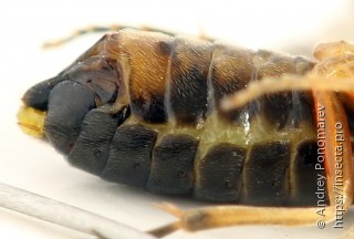 Platycampus luridiventris