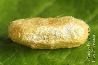 Pristiphora appendiculata
