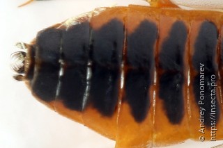 Pristiphora conjugata