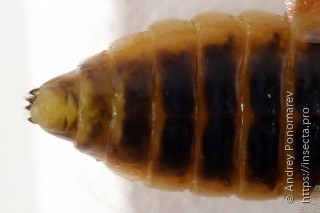 Pristiphora decipiens