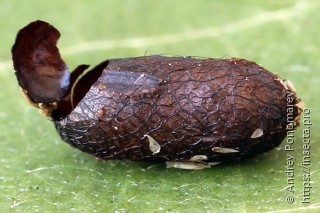 Pristiphora decipiens
