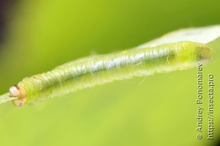 Pristiphora leucopus