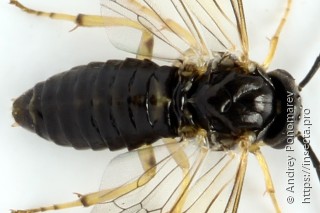 Pristiphora leucopus