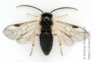 Самка  Pristiphora leucopus