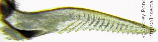 Pristiphora mollis