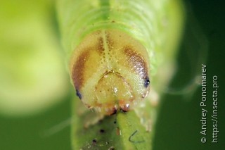 Pristiphora mollis