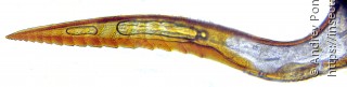 Pristiphora nigella