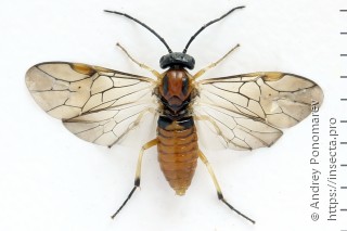 Самка  Pristiphora nigriceps