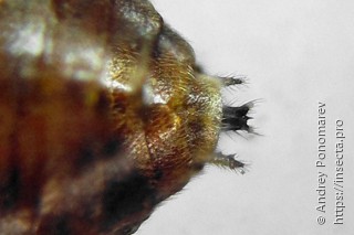 Pristiphora nigriceps