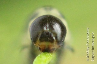 Pristiphora nigriceps