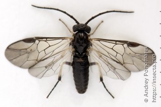 Самец  Pristiphora nigriceps